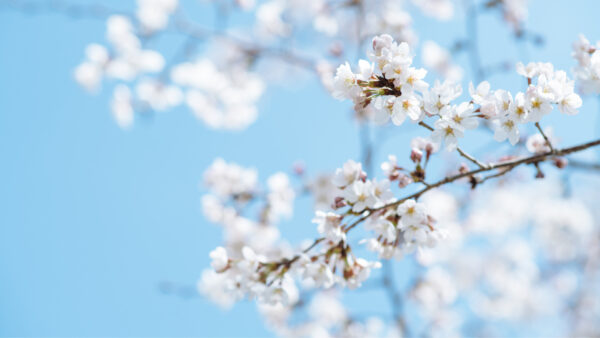 桜が綺麗に見える温泉宿